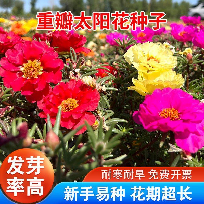 太阳花厂家批发单瓣重瓣都有货