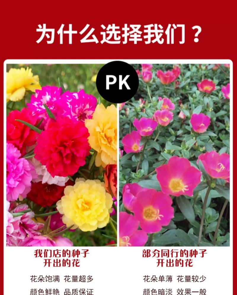 太阳花厂家批发单瓣重瓣都有货