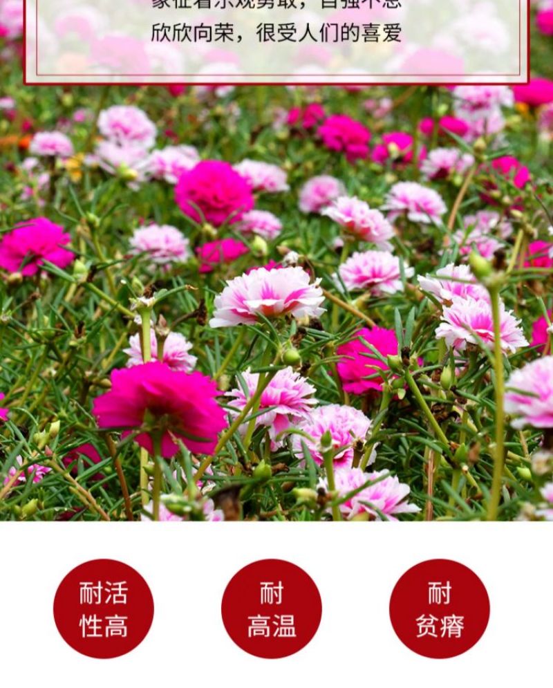 太阳花厂家批发单瓣重瓣都有货