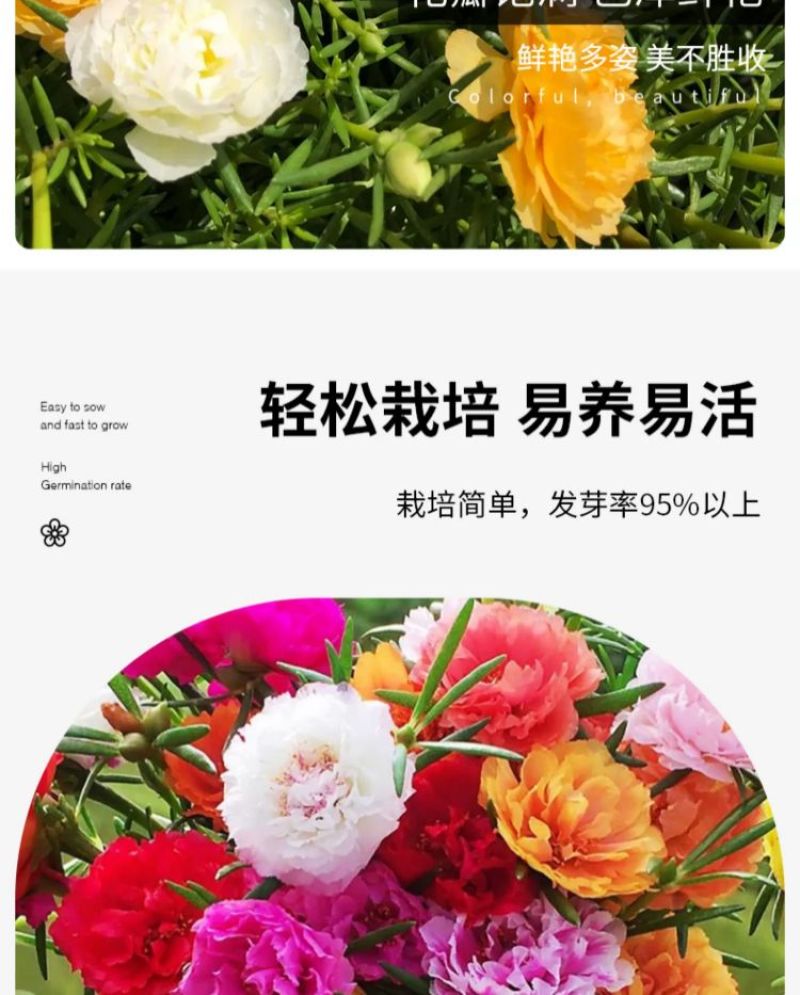 太阳花厂家批发单瓣重瓣都有货