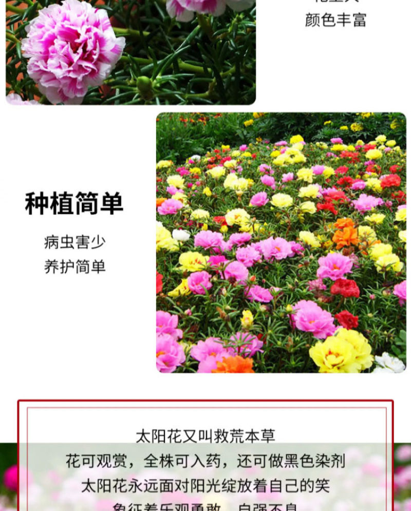 太阳花厂家批发单瓣重瓣都有货