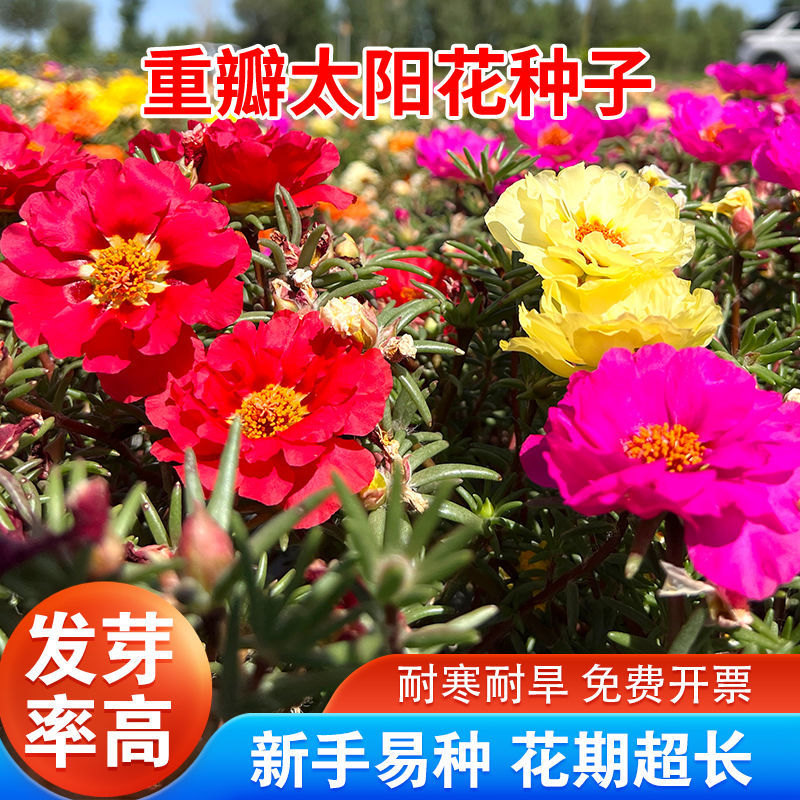 太阳花厂家批发单瓣重瓣都有货