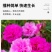 太阳花厂家批发单瓣重瓣都有货