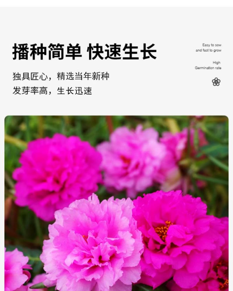 太阳花厂家批发单瓣重瓣都有货