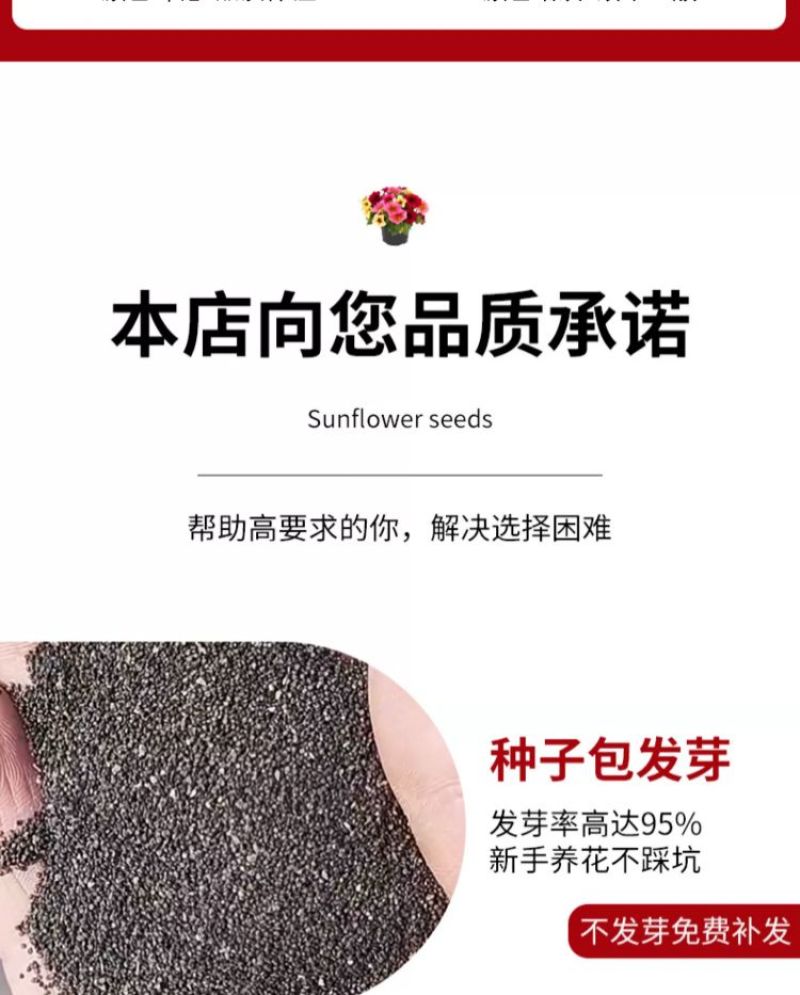 太阳花厂家批发单瓣重瓣都有货