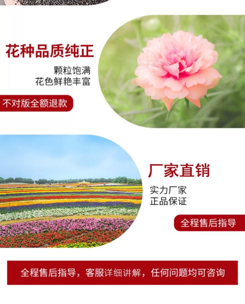 太阳花厂家批发单瓣重瓣都有货