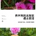 太阳花厂家批发单瓣重瓣都有货