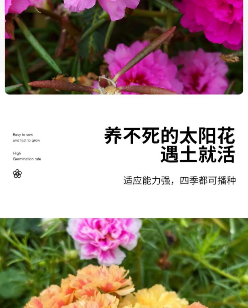太阳花厂家批发单瓣重瓣都有货