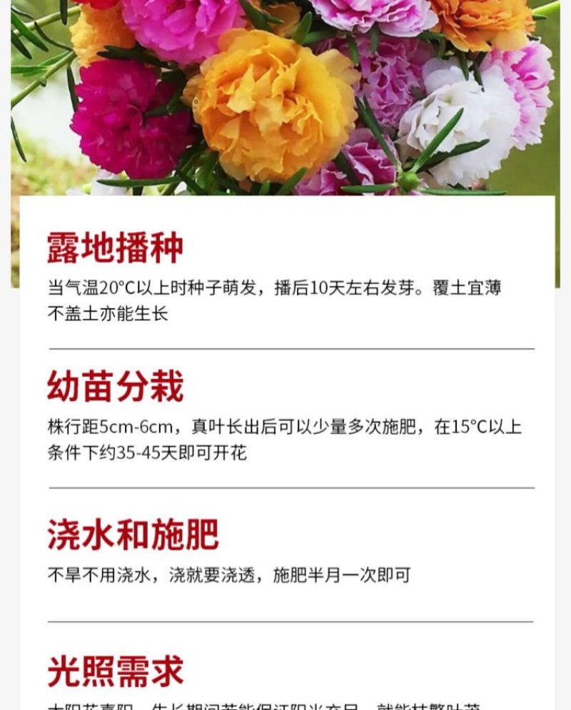 太阳花厂家批发单瓣重瓣都有货