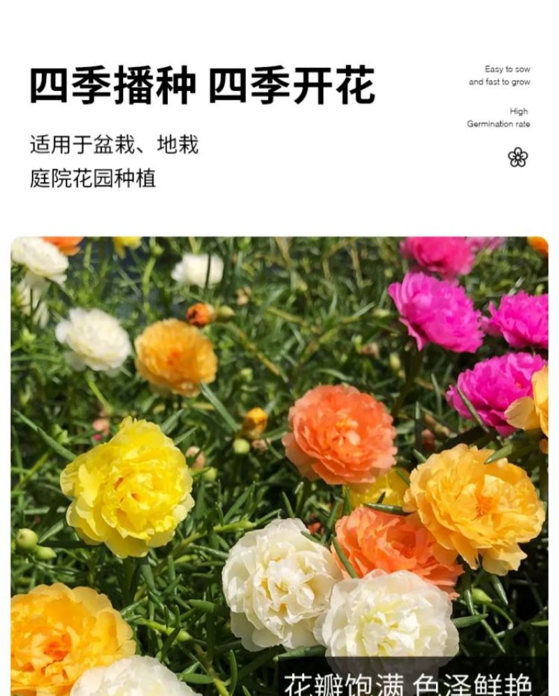 太阳花厂家批发单瓣重瓣都有货