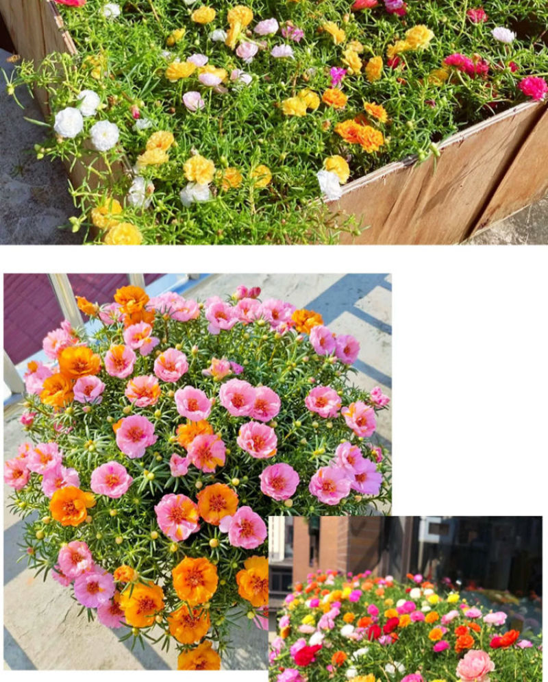 太阳花厂家批发单瓣重瓣都有货
