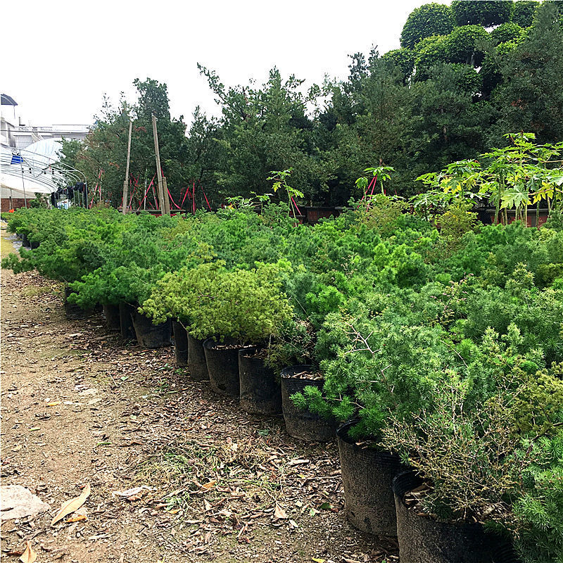蓬莱松生肖猴好养易活办公室内植物四季常青吸甲醛净化空气绿植