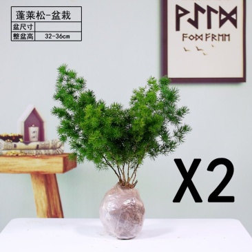 蓬莱松生肖猴好养易活办公室内植物四季常青吸甲醛净化空气绿植