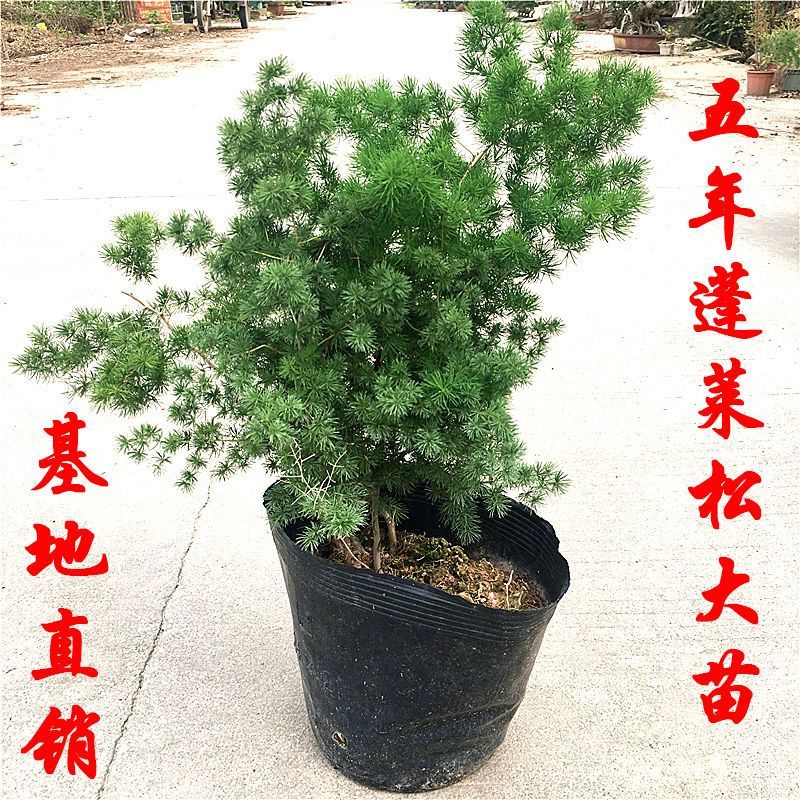 蓬莱松生肖猴好养易活办公室内植物四季常青吸甲醛净化空气绿植