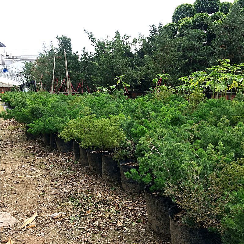 蓬莱松生肖猴好养易活办公室内植物四季常青吸甲醛净化空气绿植