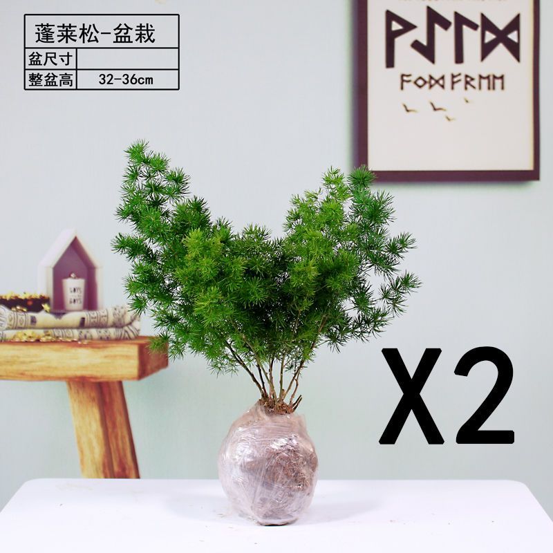 蓬莱松生肖猴好养易活办公室内植物四季常青吸甲醛净化空气绿植