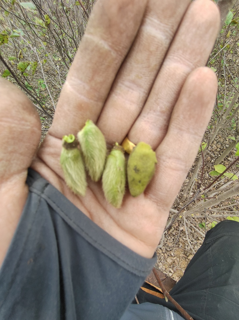 辛夷花辛夷桃