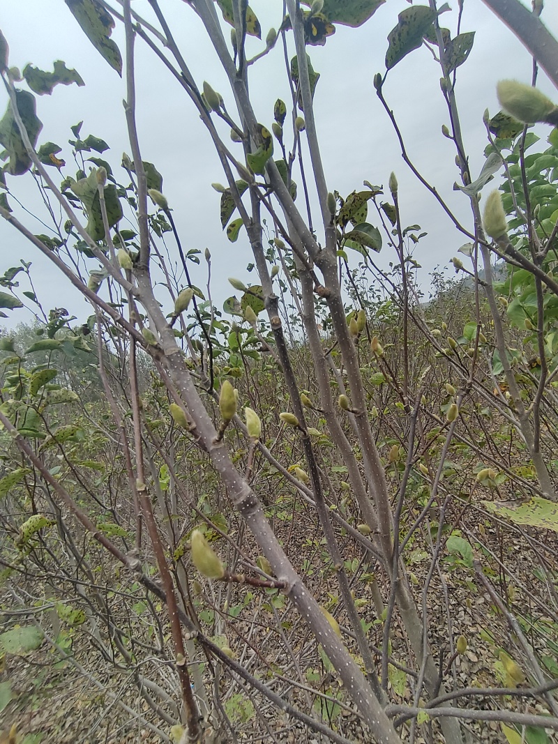 辛夷花辛夷桃