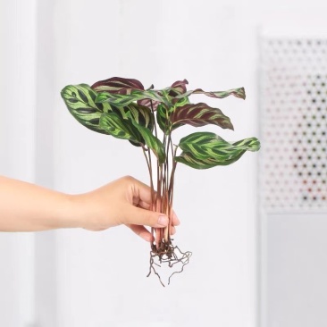 彩虹竹芋盆栽水培孔雀竹芋彩叶绿植物花卉室内夏季天除甲醛好养活