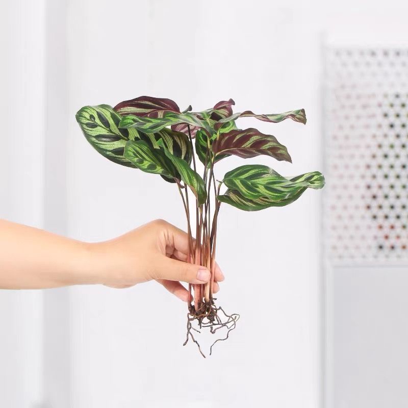 彩虹竹芋盆栽水培孔雀竹芋彩叶绿植物花卉室内夏季天除甲醛好养活