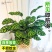 彩虹竹芋盆栽水培孔雀竹芋彩叶绿植物花卉室内夏季天除甲醛好养活
