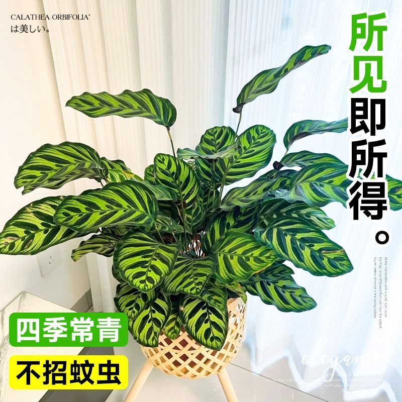 彩虹竹芋盆栽水培孔雀竹芋彩叶绿植物花卉室内夏季天除甲醛好养活