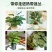 彩虹竹芋盆栽水培孔雀竹芋彩叶绿植物花卉室内夏季天除甲醛好养活