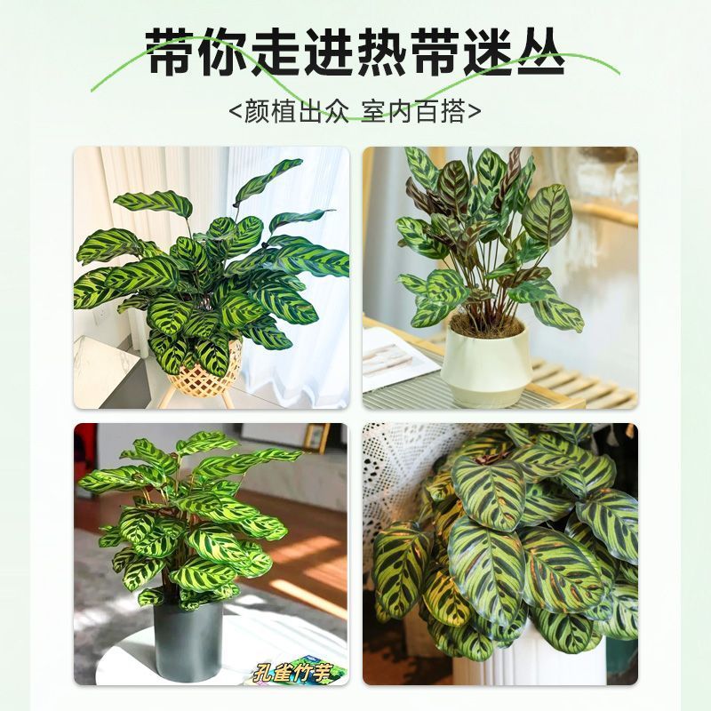 彩虹竹芋盆栽水培孔雀竹芋彩叶绿植物花卉室内夏季天除甲醛好养活