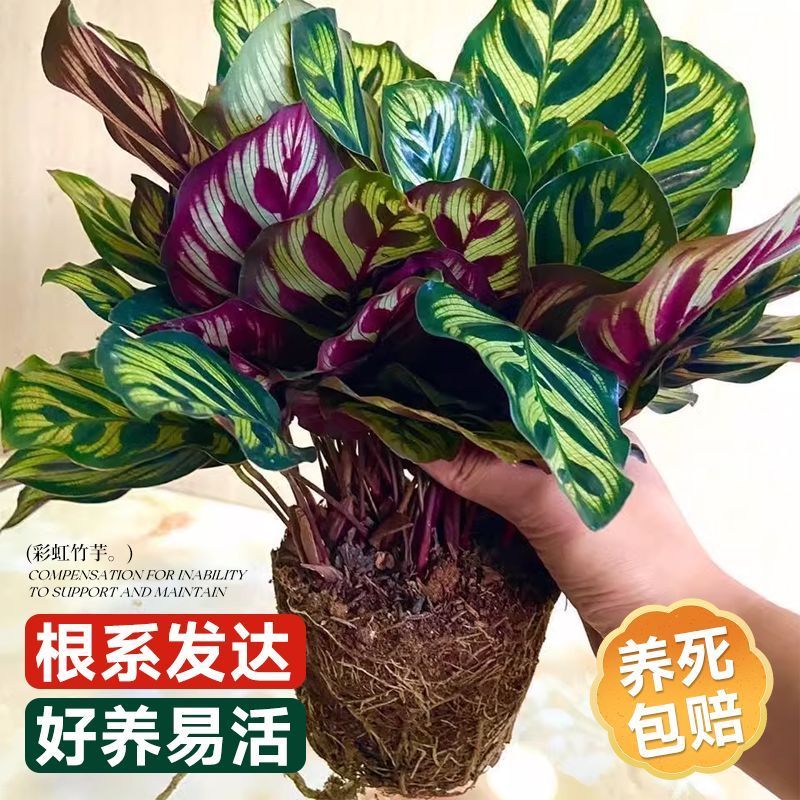 彩虹竹芋盆栽水培孔雀竹芋彩叶绿植物花卉室内夏季天除甲醛好养活