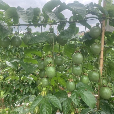 台农百香果