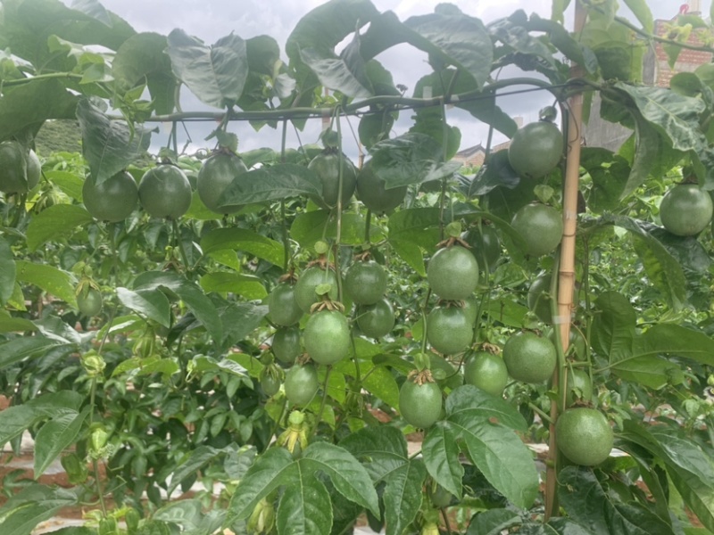 台农百香果