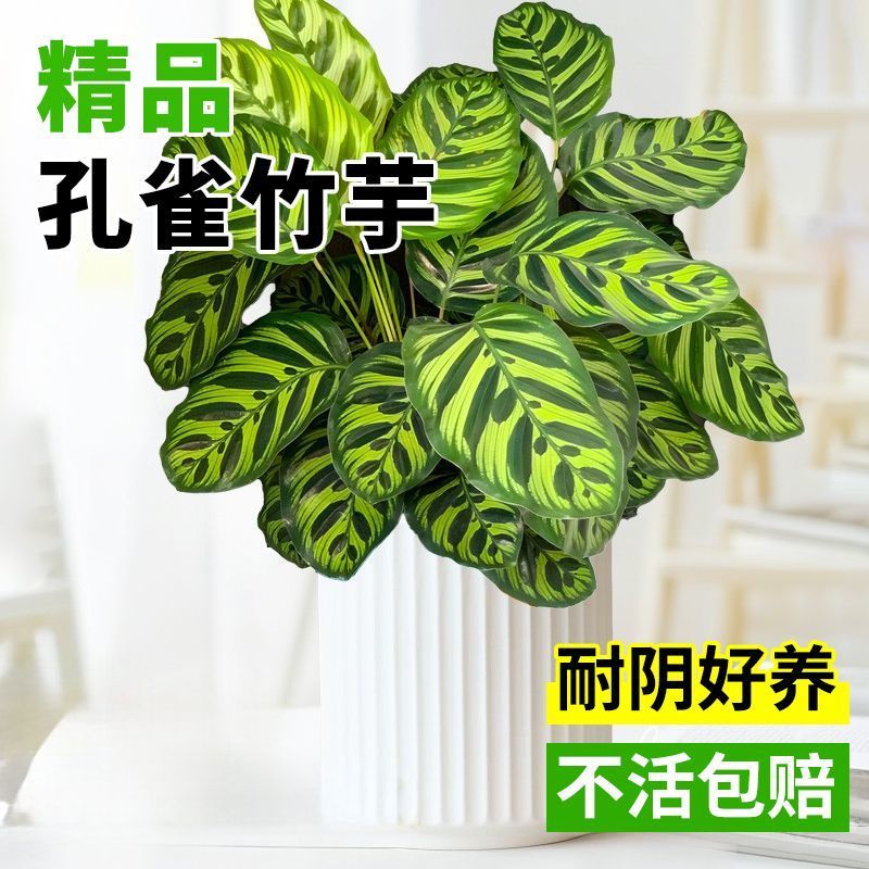彩虹竹芋盆栽水培孔雀竹芋彩叶绿植物花卉室内夏季天除甲醛好养活