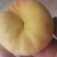 中蟠十一现货1200斤