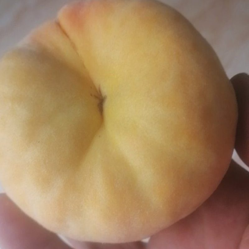 中蟠十一现货1200斤