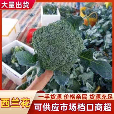 精品推荐西兰花产地一手货源大量上市对接市场电商