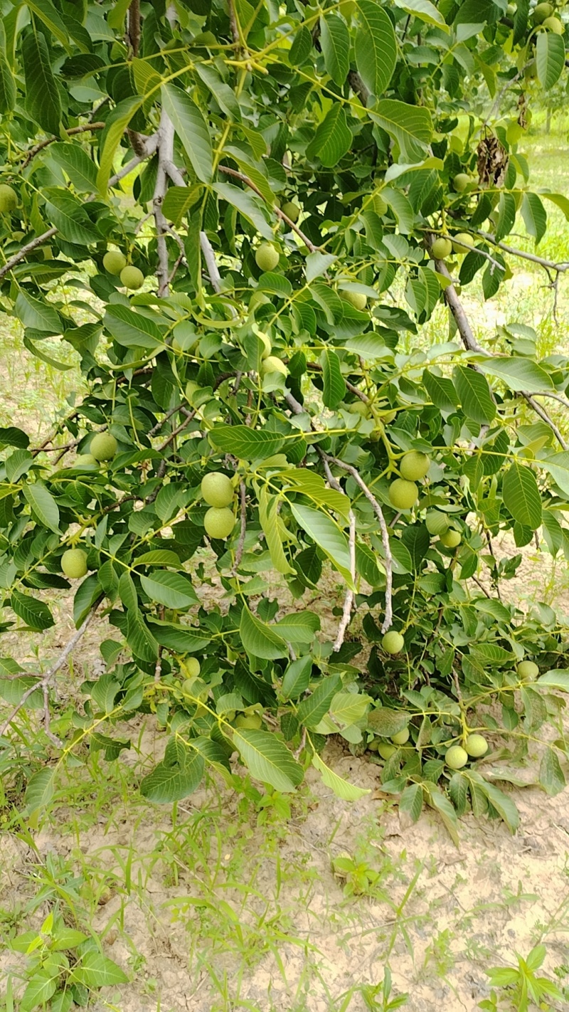青皮核桃