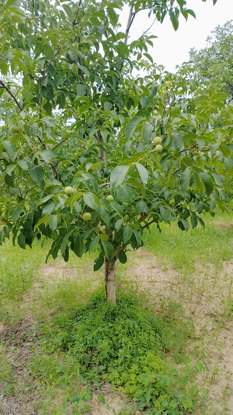 青皮核桃