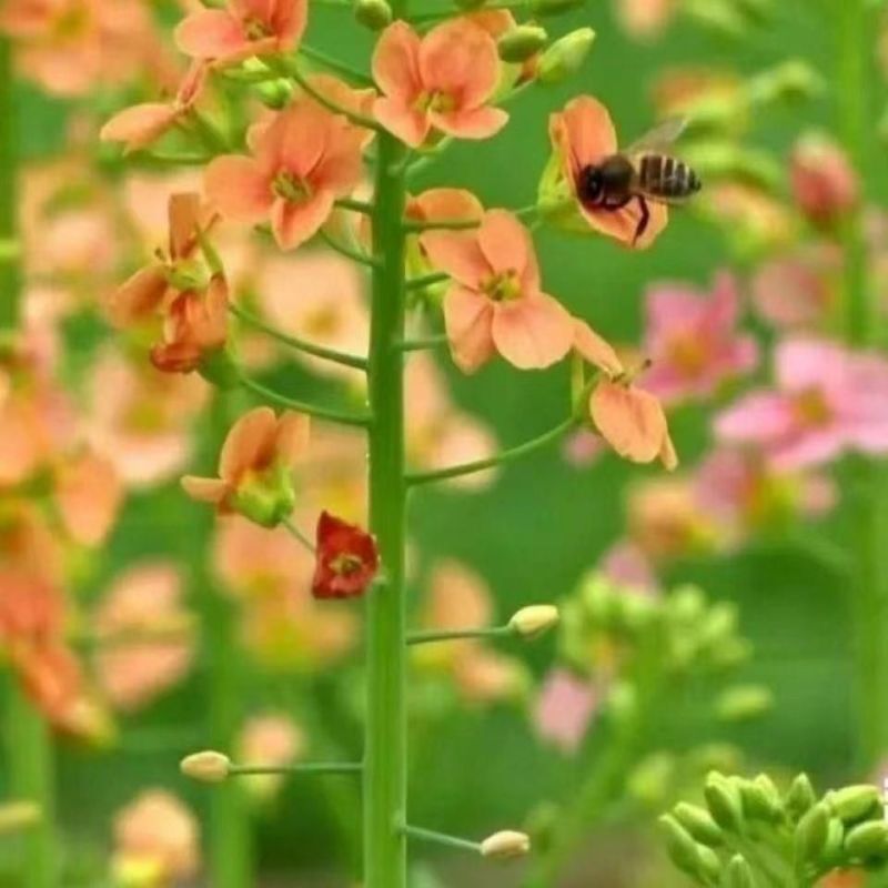 彩色油菜籽厂家批发价格美丽