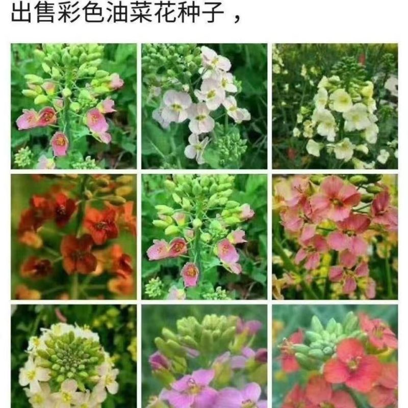 彩色油菜籽厂家批发价格美丽