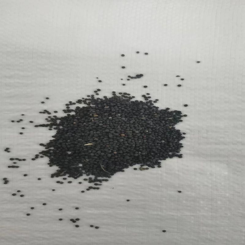 彩色油菜籽厂家批发价格美丽