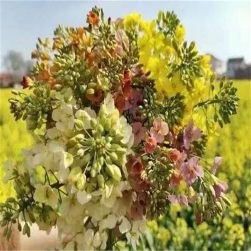 彩色油菜籽厂家批发价格美丽