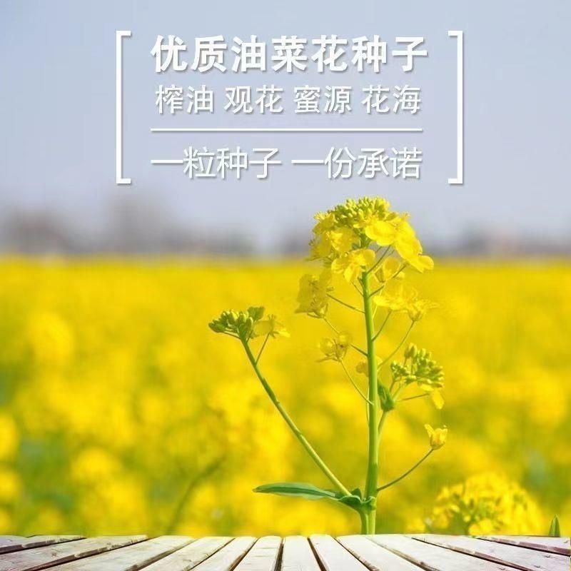 彩色油菜籽厂家批发价格美丽