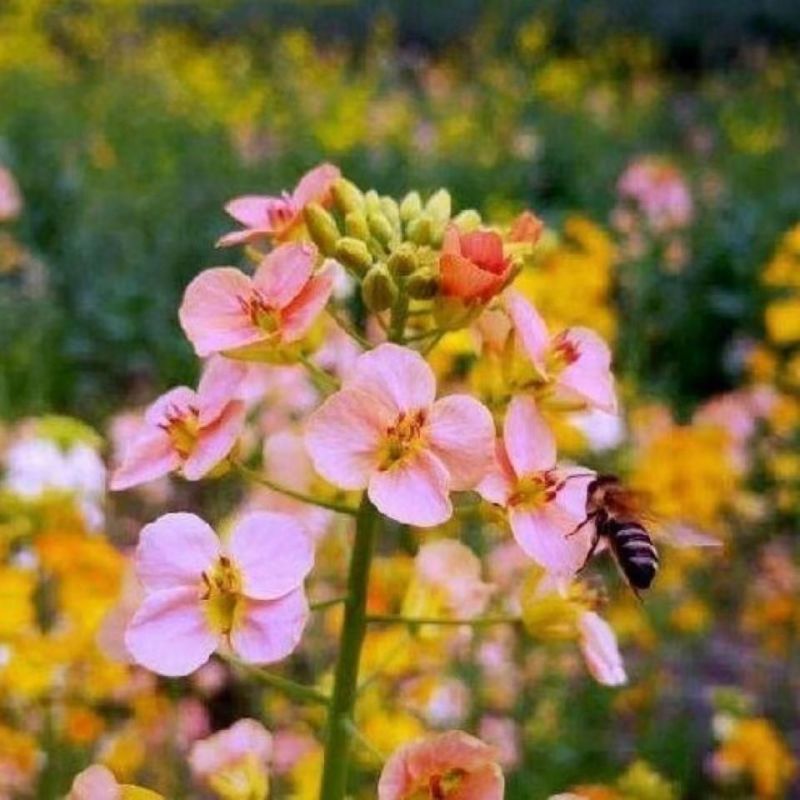 彩色油菜籽厂家批发价格美丽