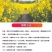 彩色油菜籽厂家批发价格美丽
