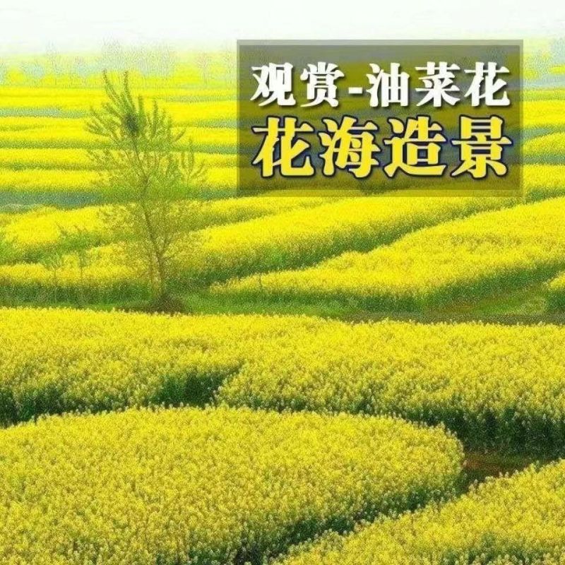 彩色油菜籽厂家批发价格美丽