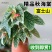 粉旗鱼秋海棠盆栽鳟鱼福寿竹节室内阳台好养易活四季开花卉绿植物