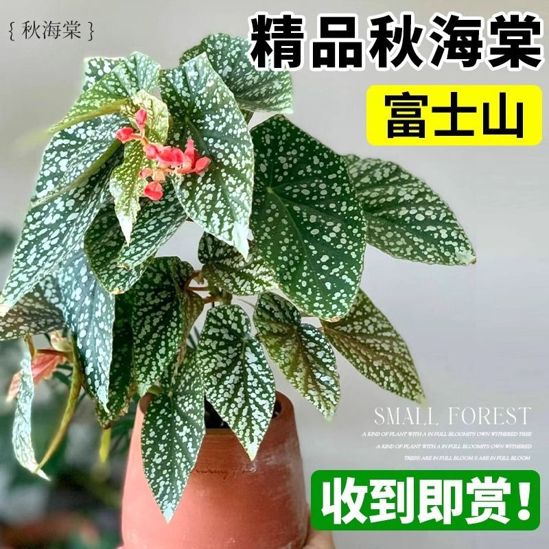 粉旗鱼秋海棠盆栽鳟鱼福寿竹节室内阳台好养易活四季开花卉绿植物