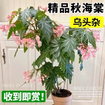 粉旗鱼秋海棠盆栽鳟鱼福寿竹节室内阳台好养易活四季开花卉绿植物