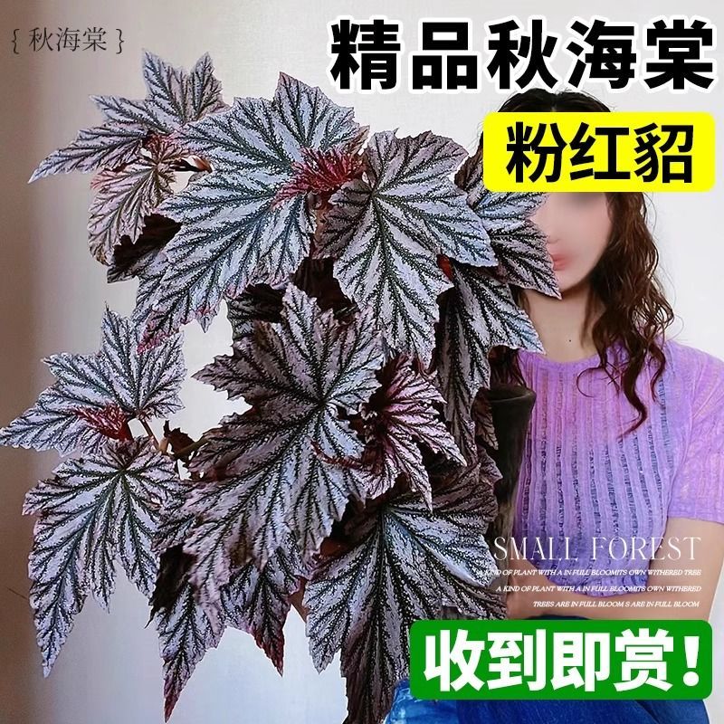 粉旗鱼秋海棠盆栽鳟鱼福寿竹节室内阳台好养易活四季开花卉绿植物