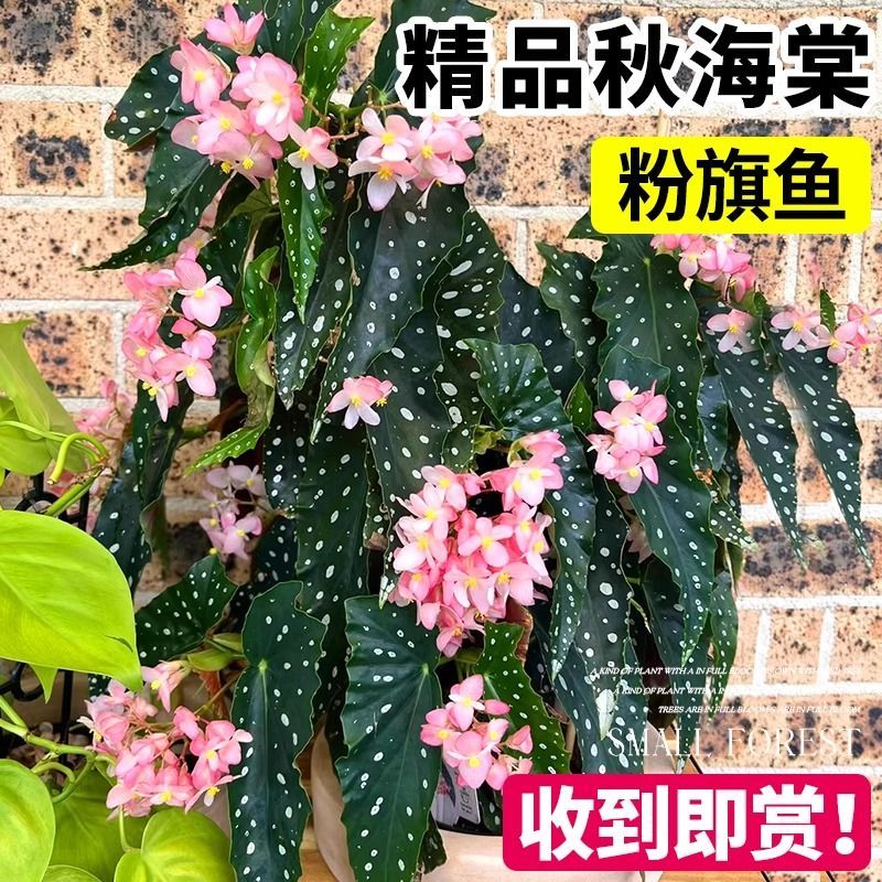 粉旗鱼秋海棠盆栽鳟鱼福寿竹节室内阳台好养易活四季开花卉绿植物